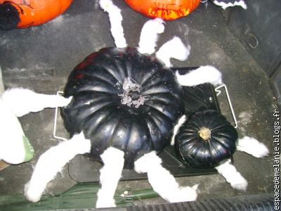 araignée : citrouille de Romain